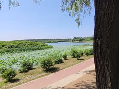 -丁香湖公园