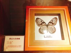 -上海大自然野生昆虫馆(东方明珠·爬宠昆虫探索中心)