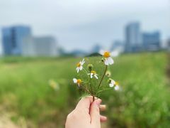 -光明小镇欢乐田园