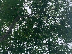 -天鹿湖森林公园