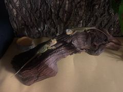 -酷以爬仙阁实体爬宠店·守宫·蜥蜴·专业繁育