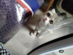 -喵百万·布偶·蓝金金渐层英短·猫舍(百子湾店)