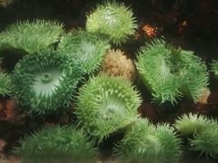 -西雅图水族馆
