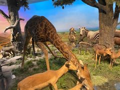 -国家自然博物馆