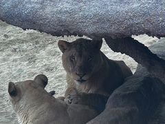 -北京野生动物园