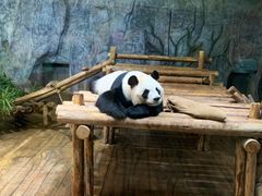 -深圳野生动物园