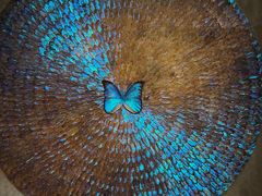 -上海昆虫博物馆