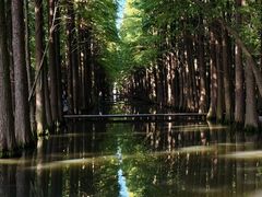 -溱湖国家湿地公园