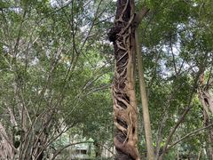 -中国科学院西双版纳热带植物园