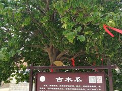 -九龙池景区