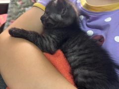 -博特宠物医院24h犬猫全科.骨科·异宠