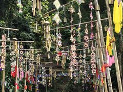 -西双版纳原始森林公园