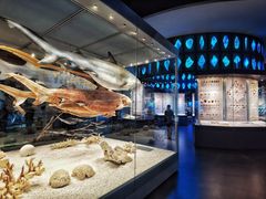 -贝林大翅鲸简餐厅(国家海洋博物馆店)