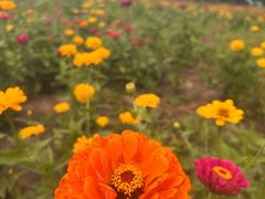 -帽儿山国家森林公园