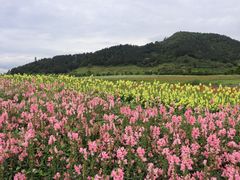 -径山花海