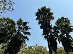 -大亚湾红树林城市湿地公园