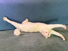 -芭比堂宠物医院·全科爱猫医院·仁德分院
