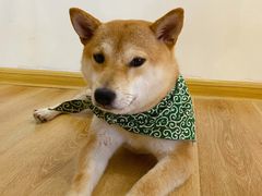 -柴犬小屋·柴餐厅·狗咖食堂(金鼎广场店)