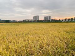 -光明小镇欢乐田园