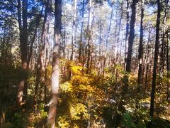 -帽儿山国家森林公园