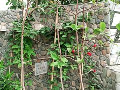 -北京植物园-展览温室