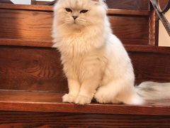 -猫大福·Fortune Cat猫舍(百子湾店)