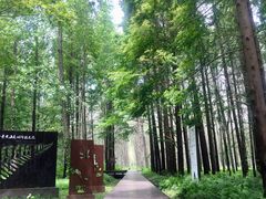 -黄海国家森林公园