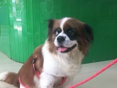 -瑞派动物医院·猫专科·至诚(江南中分院)