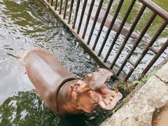 -海南热带野生动植物园