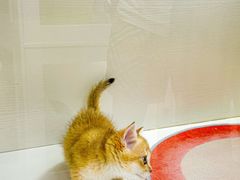 -青奢宠物·青奢猫舍