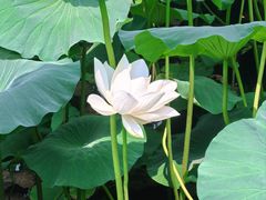 -莲池书院博物馆