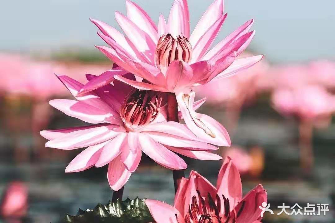 绝美秘境 万亩睡莲 绽放梦幻地平线