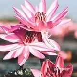 绝美秘境 万亩睡莲 绽放梦幻地平线