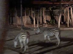 -清迈夜间动物园