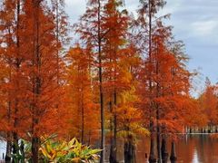 -白鹭湾湿地公园