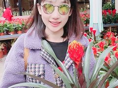 -荷兰花海