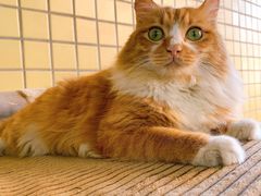 -宠物星动物医院·眼科·异宠·猫科(江南大道总院)