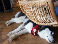 -Husky Go! 哈士奇体验馆·宠物咖啡厅狗咖