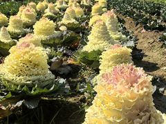 -中国天府农业博览园