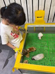 -神奇动物撸宠馆·羊驼·小浣熊·异宠(豫园店)
