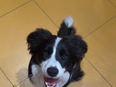-MARSMART PETS火星宠物超市(1733店)
