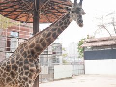 -灵玲国际马戏城