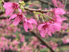 -小桃源酒家(罗湖商业城店)