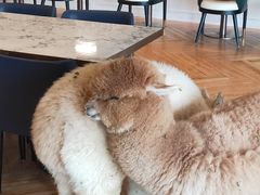 -遇见羊驼·奶狗咖·布偶猫咖·法斗柯基柴犬阿拉斯加(春熙路太古里IFS店)