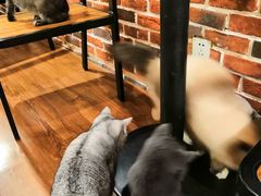 -猫友咖啡店(玉林西路店)