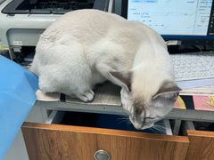 -纳吉亚猫专科动物诊疗中心(蒋宅口分院)