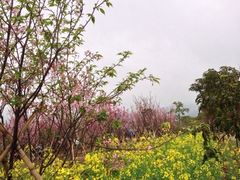 iphone_upload_pic-天适樱花悠乐园