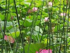 -莲花池公园