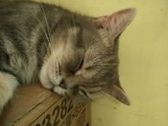 -猫色咖啡·猫咖