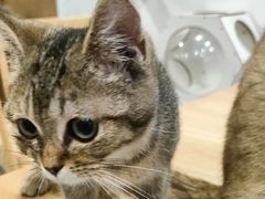 -楼上猫咖(罗湖店)